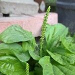 Plantago major Хабит