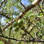 Geoffroea decorticans Fruit