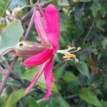 Passiflora manicata फूल
