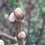 Ribes nigrum Folha