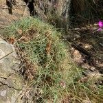 Dianthus graniticus Costuma