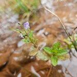 Veronica anagallis-aquaticaFlower