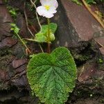 Begonia picta Агульны выгляд