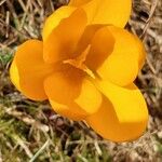 Crocus flavus Flower