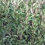 Ageratina riparia Folha