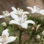 Cnidoscolus angustidens Blomma