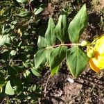 Hypericum hircinum Blad