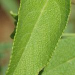 Lantana involucrata Leaf