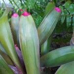 Neoregelia spectabilis Leaf