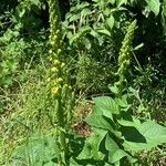 Verbascum nigrumÕis