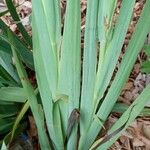 Sisyrinchium striatum Feuille