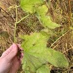 Echinocystis lobata Leaf