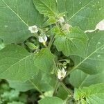 Solanum villosum Çiçek