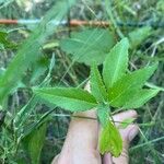 Euphorbia dentata Leaf