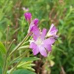 Epilobium hirsutum花