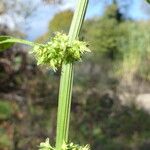 Rumex palustris Кора