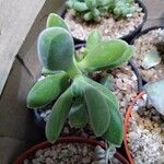 Crassula rogersii Hoja