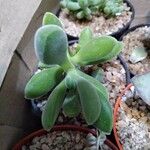 Crassula rogersii Yaprak