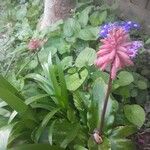 Veltheimia bracteata Fleur