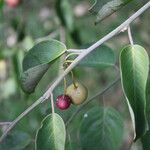 Capparis quiniflora Fruto