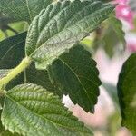 Lantana camara Leaf