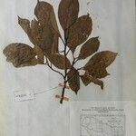 Cinnamomum glanduliferum Otro