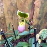 Paphiopedilum victoria-regina 花