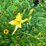 Hemerocallis citrina Flor