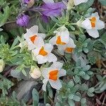 Linaria triphylla Blüte