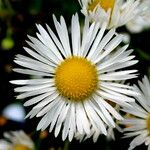 Erigeron annuus Blomma