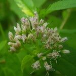 Mikania scandens Flower