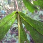 Panopsis sessilifolia Leaf