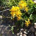 Senecio integerrimus Flower