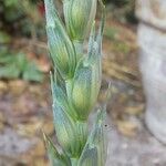 Triticum aestivum Ліст