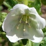 Phacelia viscida Cvet