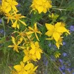 Hypericum perfoliatumЦветок