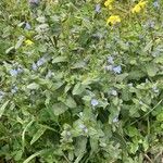 Echium parviflorum Hoja