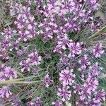 Thymus longiflorus Flower