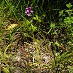 Anacamptis pyramidalisΣυνήθη χαρακτηριστικά