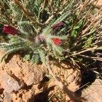 Echium horridum Flower