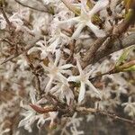 Feretia apodanthera Flower