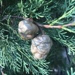 Cupressus sempervirens Fruit