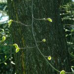 Tilia × europaea Levél