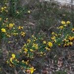 Bossiaea rhombifolia