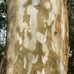 Platanus mexicana Кара