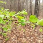 Crataegus marshallii Leaf