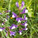 Vicia onobrychioidesFlower