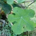 Jatropha podagrica Blad