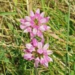 Coronilla variaΛουλούδι