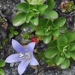 Campanula cenisia Hostoa